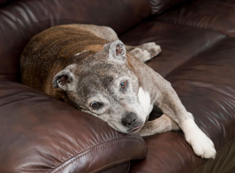 A Staffy was traditionally the military mascot of the Staffordshire Regiment, which ceased to exist in 2007. In 1884 1st South Staffords were posted in Egypt with a Staffordshire Bull Terrier called Boxer. The dog lept from a moving train and was thought to be dead, but turned up at the regiment's new camp several days later, having walking for over 200 miles along the railway track.