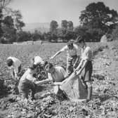 There's a thrill in eating tatties you have picked yourself (Picture: Maeers/Fox Photos/Hulton Archive/Getty Images).