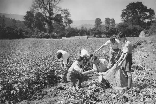 There's a thrill in eating tatties you have picked yourself (Picture: Maeers/Fox Photos/Hulton Archive/Getty Images).