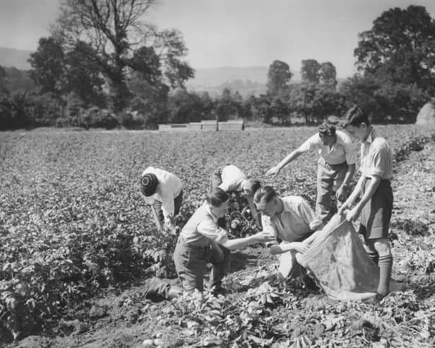 There's a thrill in eating tatties you have picked yourself (Picture: Maeers/Fox Photos/Hulton Archive/Getty Images).
