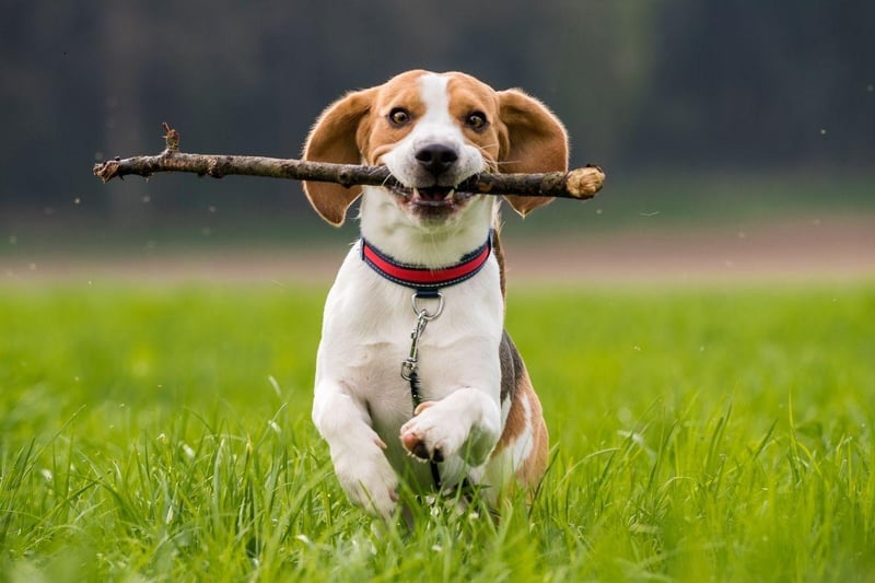 The Beagle's unguarded lovable nature makes the breed one of the most versatile emotional support animals. Equally happy running around outside or snuggling up inside, they are loyal and affectionate.