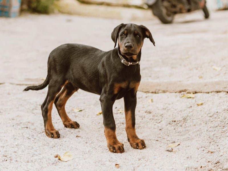 Many people are surprised to hear that the Doberman Pinscher isn't particularly tolerant to the cold - particularly since they can take pretty much anything else in their stride.