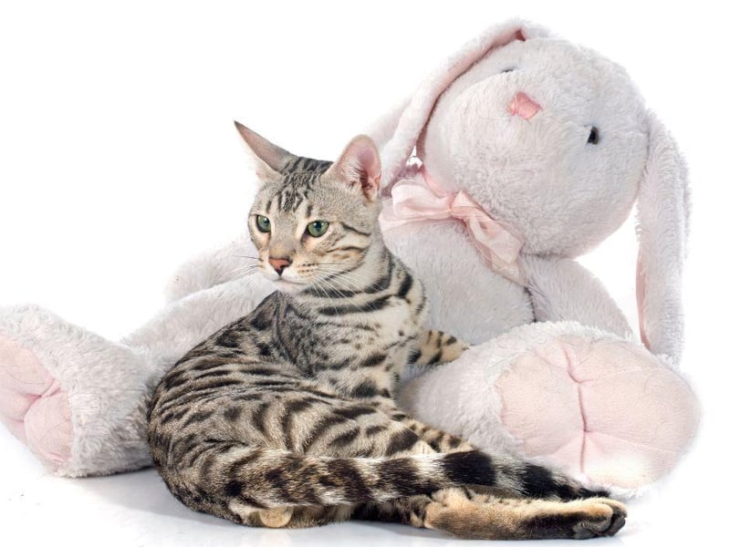 The Bengal cat breed is definitely not one for households looking for a calm cat - they're one of the most energetic breeds around and love to run!