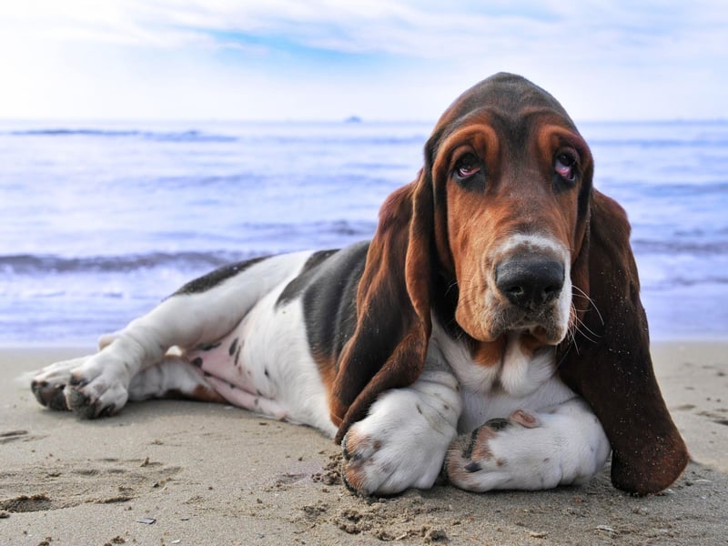 The Basset Hound is so lazy it can be hard to persuade them to expend the energy to go outside. Gentle coaxing is the preferred method, as getting angry with a sensitive Basset will just make matters worse.