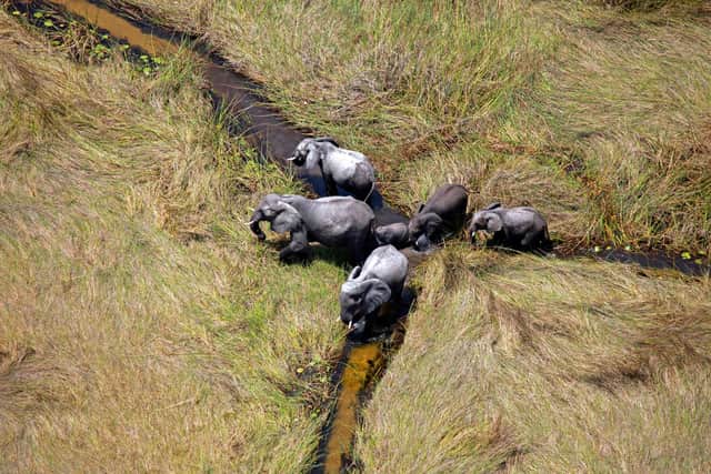 The Okavango Delta in Botswana