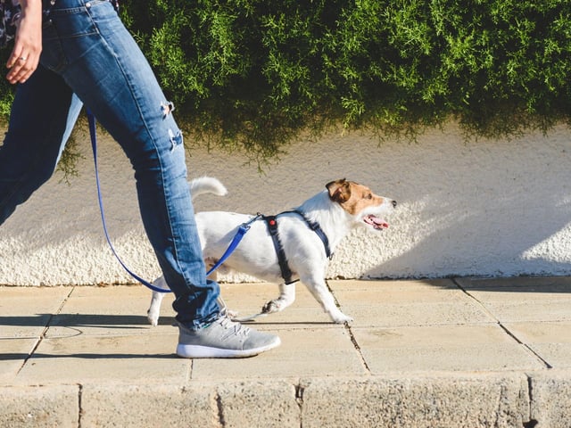 When walking on pavements, keep your dog building side - walk them away from the curb.