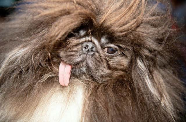 Wild Thang, a 3-year old Pekingese, is shown before the start of the World's Ugliest Dog Competition in 2019.