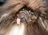 Wild Thang, a 3-year old Pekingese, is shown before the start of the World's Ugliest Dog Competition in 2019.