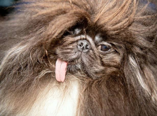 Wild Thang, a 3-year old Pekingese, is shown before the start of the World's Ugliest Dog Competition in 2019.
