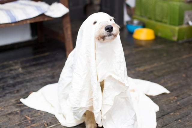 Talking of easy-to-make outfits, it doesn't get much simpler than a bed sheet. It may be basic, but there's not much cuter than a dog dressed as a spookily adorable ghost.