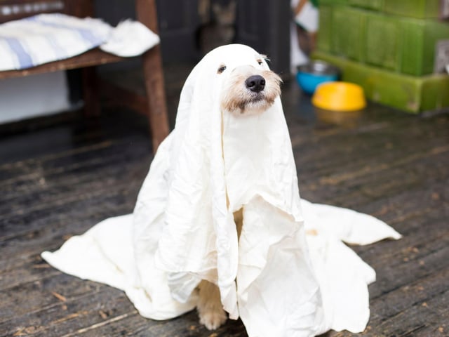 Talking of easy-to-make outfits, it doesn't get much simpler than a bed sheet. It may be basic, but there's not much cuter than a dog dressed as a spookily adorable ghost.