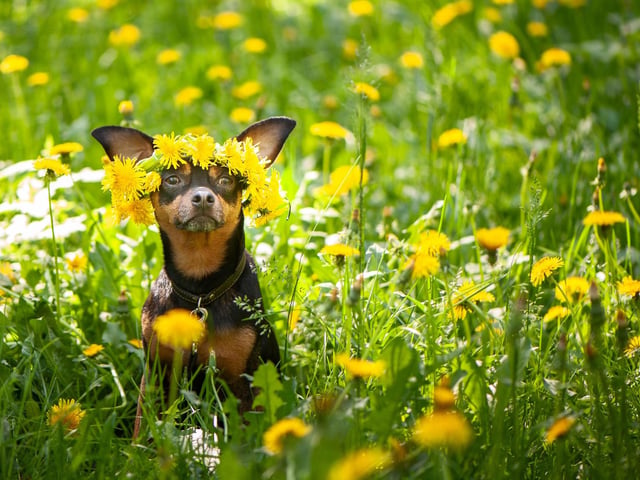 Overexposing your pets to the sun can cause serious issues such as dehydration and heatstroke. Some dogs are more vulnerable to heat than others, including those with thick coats or flat-faced breeds. If your pet is obese or elderly, they are also vulnerable to suffering from heat exhaustion. Try to keep your pets in a cool shady place on those sunny summer days and ensure your pets always have access to plenty of water.