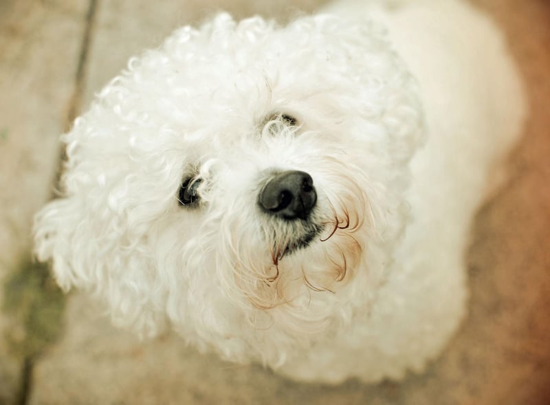 The Bichon Frise's favourite spot is on your lap, shortly followed by being curled up at the end of your bed. Their sweet nature means they are guaranteed to get on well with pretty much anybody, but will reserve a special amount of love for their family.