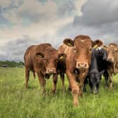 ScotLink members says breeding of low-emissions livestock - which expel lower levels of climate-warming methane when they burp - should be incentivised in Scotland's new agriculture bill