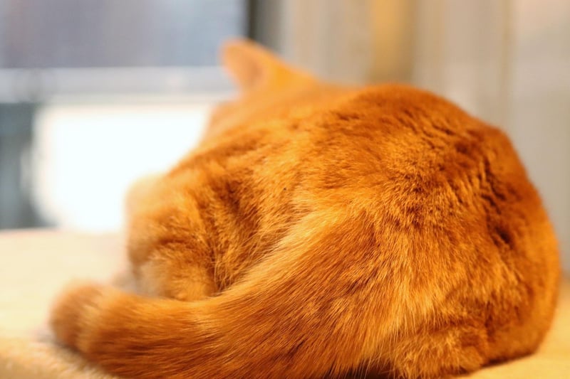 Similar to dogs, cats identify each other by scent - so butt sniffing is similar to a hello, or a handshake. A tail to the face is a sign that they see you as one of their most loved and trusted.