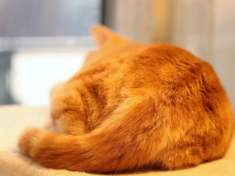 Similar to dogs, cats identify each other by scent - so butt sniffing is similar to a hello, or a handshake. A tail to the face is a sign that they see you as one of their most loved and trusted.
