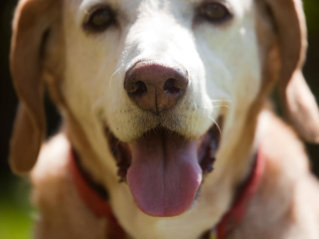 Everyone loves an ice lolly on a hot day – dogs included. Take their favourite treats and pop them into water in an ice cube tray to refresh them as and when they need a cool down.