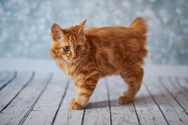 The American Bobtail cat is strong and sturdy, yet loving and initiative. They are the type of feline friend who will always lend an ear.