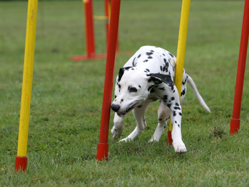 While the popular image of the Dalmatian is of a white dog with black spots (made famous in the series of Disney '101 Dalmatians' films), the breeds spots can also be liver-colored, brindle, blue, orange, or lemon.