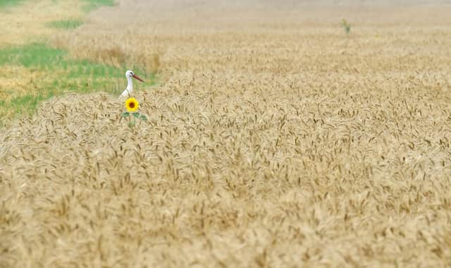 Russia and Ukraine produce 27 per cent of the world’s wheat and 53 per cent of its sunflowers (Picture: Sergei Supinsky/AFP via Getty Images)
