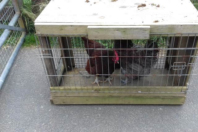 A pair of hens were dumped outside the Edinburgh Animal and Rehoming Centre