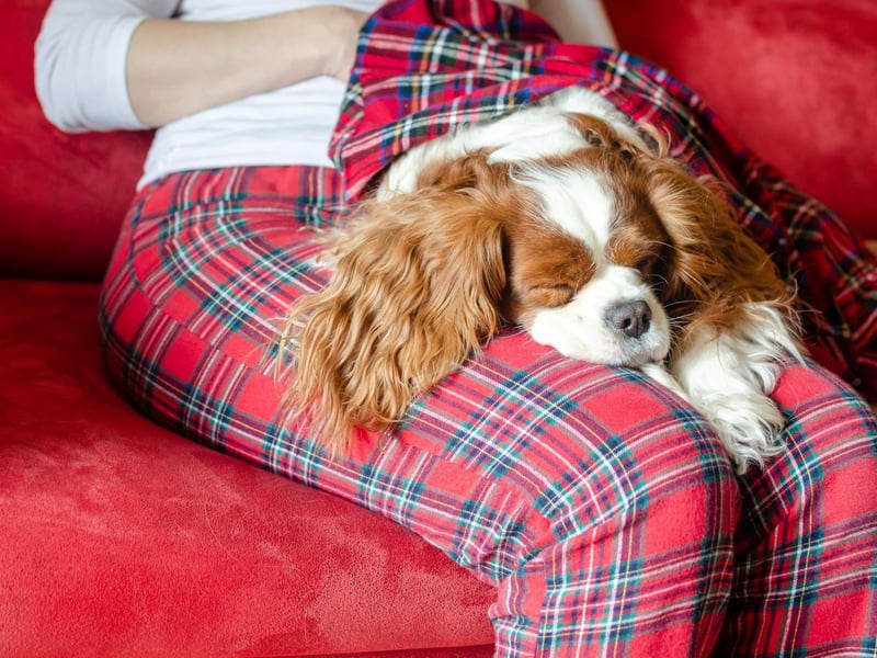 Possibly one of the most regal-looking breed dogs out there, King Charles Spaniels enjoy sitting on their throne most of the time. Due to their generally relaxed nature, there is no need to take them on kilometric walks – short strolls will do just fine. That said, they also love some playtime and being around both adults and children.