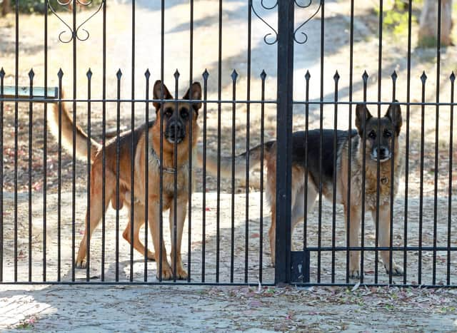 is labrador retriever a good guard dog