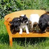 Small and adorable, toy dogs are a popular choice with British owners.