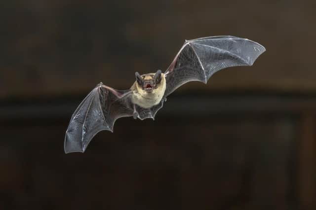 Bats pose no 'higher threat' of spreading viruses say researchers. Picture: Shutterstock