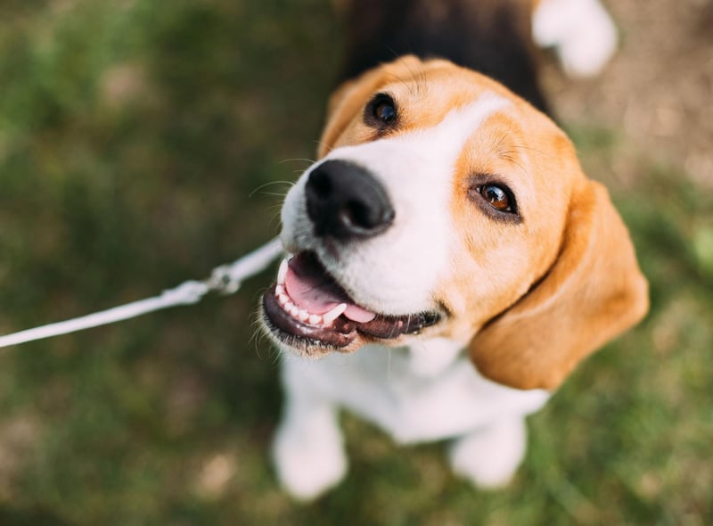 Butch the Beagle lived for an amazing 28 years in the United States, dying in 2003. The average Beagle lives for between 12-15 years.