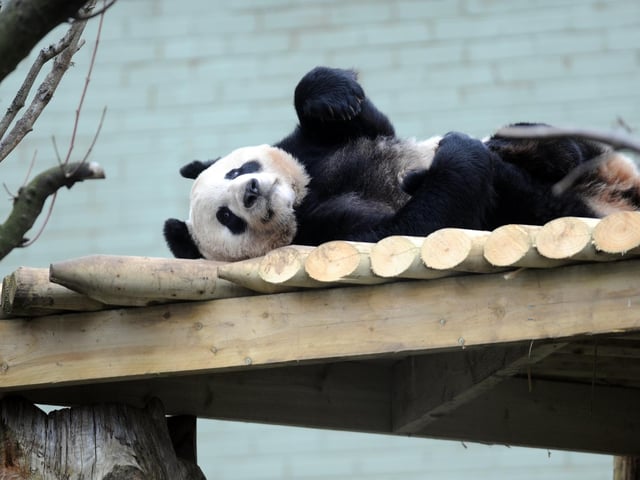 Giant Panda Tian Tian in her enclosure at Edinburgh Zoo.