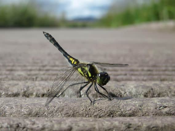 Insects like the black darter are facing a range of threats such as habitat destruction and pollution (Picture: Suzanne Burgess)