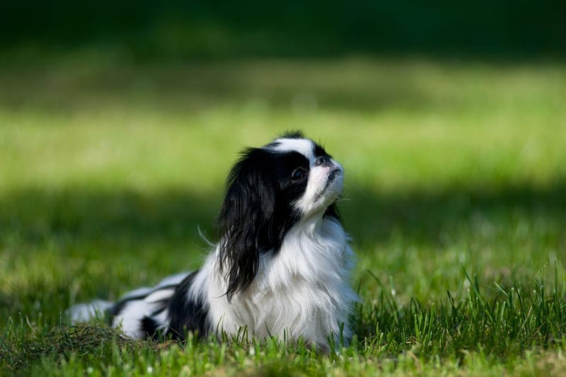 A relatively uusual breed in the UK, the Japanese Chin was bred in its native Japan to be a companion dog. This means it's happiest in a one-on-one relationship with its owner.