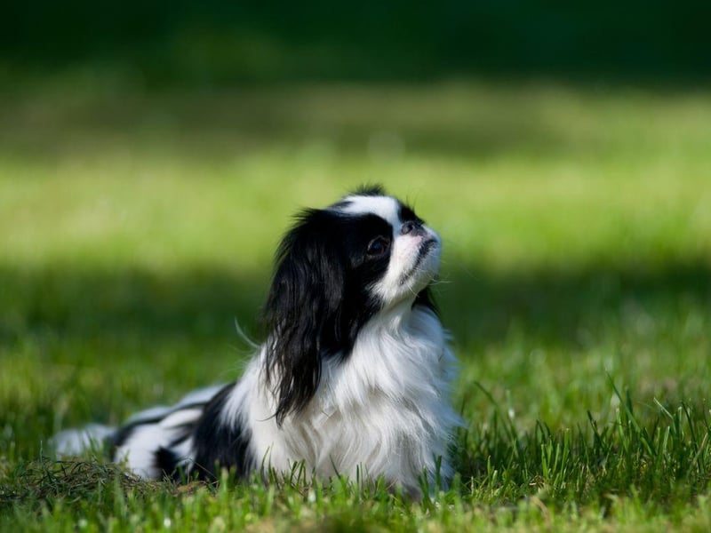 A relatively uusual breed in the UK, the Japanese Chin was bred in its native Japan to be a companion dog. This means it's happiest in a one-on-one relationship with its owner.