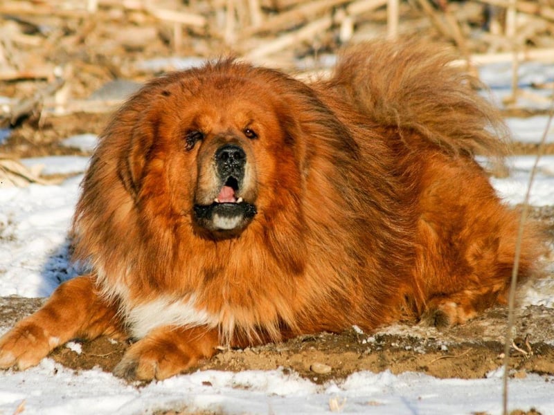 The Tibetan Mastiff, with their distinctive thick coat designed for cold climates, are loyal and affectionate to their inner circle but will repel unwanted guests with ferocity.