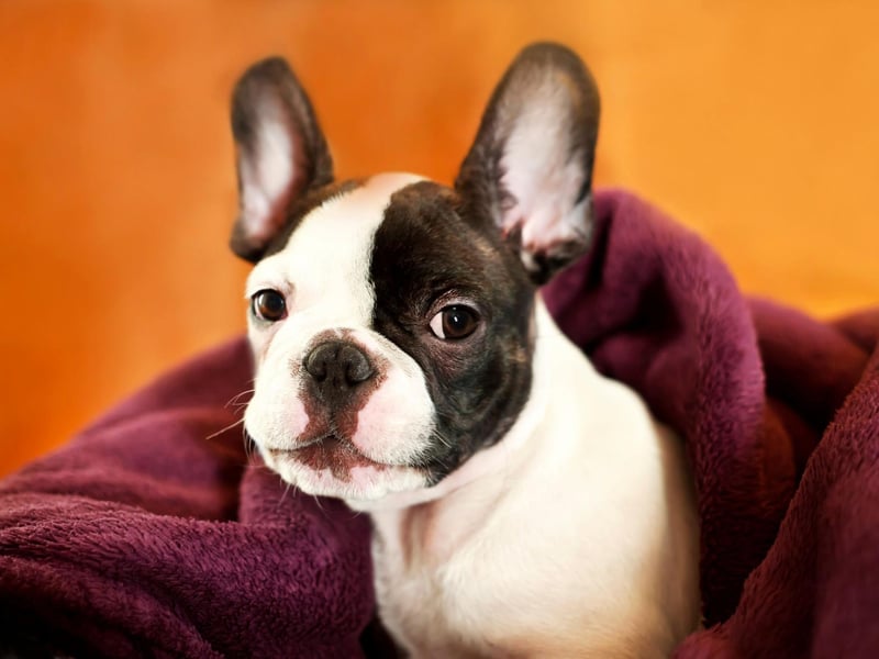 Rocco heads the pack when it comes to names for French Bulldogs. It's an Itialian name that means 'rest'.
