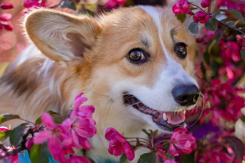 In most cases, if your dog’s eyes are red or swollen, chances are they have been exposed to an irritating allergen. To treat any sort of eye swelling or irritation in dogs, you need to take your pet to the vet, so that they can recommend the correct treatment method.