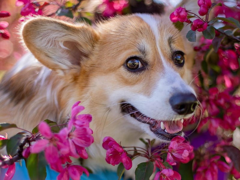 In most cases, if your dogâs eyes are red or swollen, chances are they have been exposed to an irritating allergen. To treat any sort of eye swelling or irritation in dogs, you need to take your pet to the vet, so that they can recommend the correct treatment method.