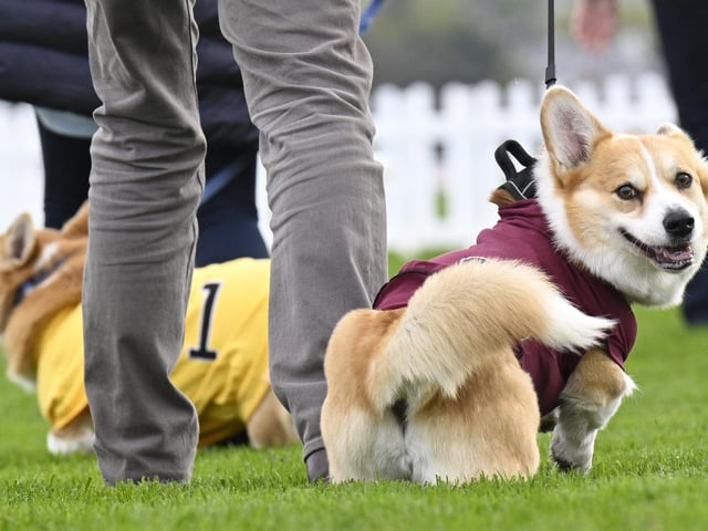 Participants take part in the Corgi Derby at Musselburgh Racecourse