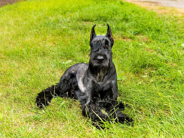 If the Giant Schnauzer's naturally aggressive nature is properly utilised it can make for a dedicated police dog that will go above and beyond to track and tackle suspected offenders. Their stubborn refusal to give up on any task also makes them fine seach and rescue dogs.