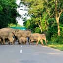 A herd of wild elephants cross a road in the Kaziranga National Park in the India's northeast state of Assam (Picture: Biju Boro/AFP via Getty Images)
