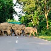A herd of wild elephants cross a road in the Kaziranga National Park in the India's northeast state of Assam (Picture: Biju Boro/AFP via Getty Images)