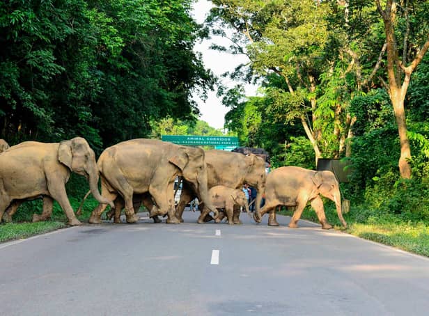 A herd of wild elephants cross a road in the Kaziranga National Park in the India's northeast state of Assam (Picture: Biju Boro/AFP via Getty Images)