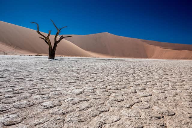 Mummified trees in the Deadvlei white clay pan, Namib-Naukluft national park, Namibia.