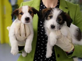 Almost one in ten UK pet owners are considering giving up their companion to cope with cost-of-living pressures, a report says. Picture: Brian Lawless/PA Wire