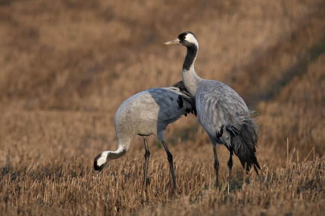 The common crane is the UK's tallest bird, standing up to 4ft in height, but it's far from common nowadays after becoming extinct here in the 1600s