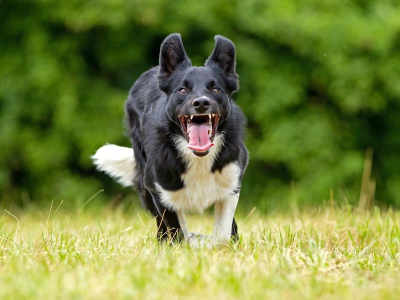Border Collies have plenty going for them, including being the world's most intelligent breed, but this isn't a dog that will be content with an easy-going life. They need regular and extended exercising and get bored easily. They also need lots of vigorous grooming.
