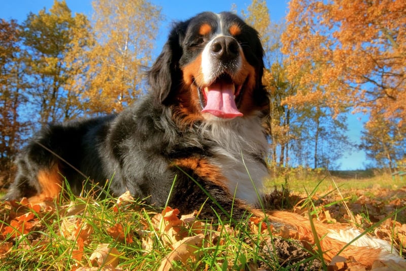As the name would suggest, the Bernese Mountain Dog is built to withstand the harsh environment of snowy peaks. Spending their nights in a suburban garden isn't going to be an issue with these gentle giants.