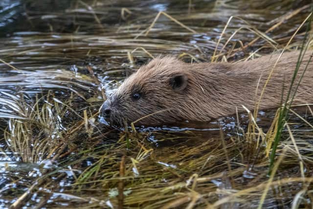 Male beaver entering the loch in Cairngorms National Park (Pic: Beaver Trust)