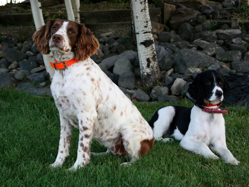 There are actually two distinct varieties of English Springer Spaniel - the field type and the show type. The field spaniel is smaller with a shorter coat and ears and was bred to be a working gundog. Show spaniels have a heavier build, longer coat and ears.
